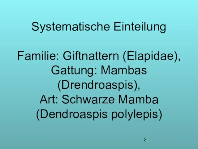Systematische Einteilung Familie: Giftnattern (Elapidae), Gattung: Mambas (Drendroaspis), Art: Schwarze Mamba (Dendroaspis polylepis)