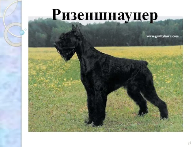 Ризеншнауцер