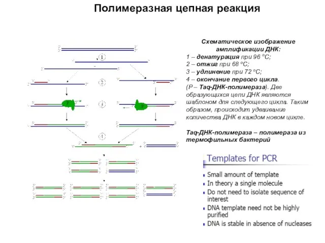 Схематическое изображение амплификации ДНК: 1 – денатурация при 96 оC; 2 –