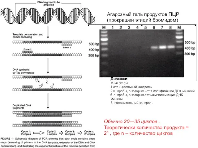 Обычно 20—35 циклов . Теоретически количество продукта = 2n , где n