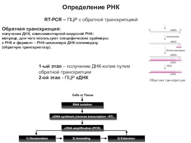 Определение РНК RT-PCR – ПЦР с обратной транскрипцией Обратная транскрипция: получение ДНК,