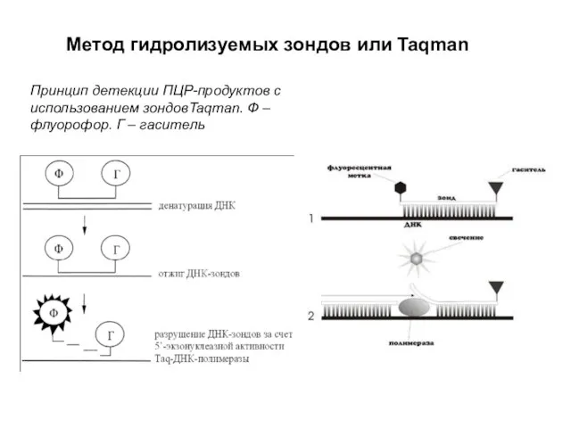 Метод гидролизуемых зондов или Taqman Принцип детекции ПЦР-продуктов с использованием зондовTaqman. Ф