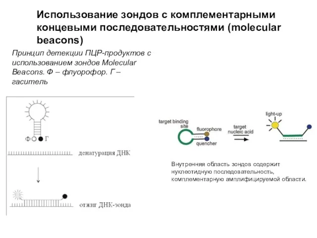 Использование зондов с комплементарными концевыми последовательностями (molecular beacons) Принцип детекции ПЦР-продуктов с