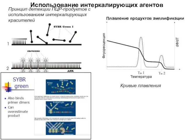 Использование интеркалирующих агентов Принцип детекции ПЦР-продуктов с использованием интеркалирующих красителей Кривые плавления Плавление продуктов амплификации