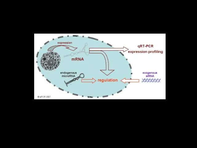 Изучение экспрессии генов. Определение количества мРНК. Определение количества некодирующих РНК Применение ПЦР-РВ