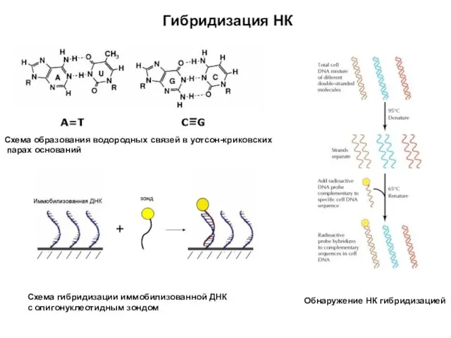 Гибридизация НК Схема образования водородных связей в уотсон-криковских парах оснований Схема гибридизации