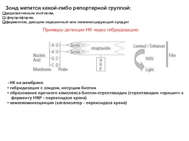 Примеры детекции НК через гибридизацию НК на мембране гибридизация с зондом, несущим