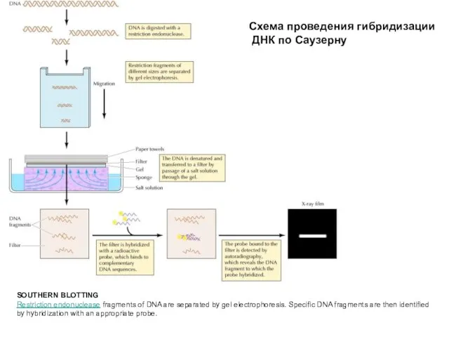 SOUTHERN BLOTTING Restriction endonuclease fragments of DNA are separated by gel electrophoresis.