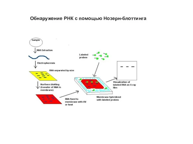 Обнаружение РНК с помощью Нозерн-блоттинга