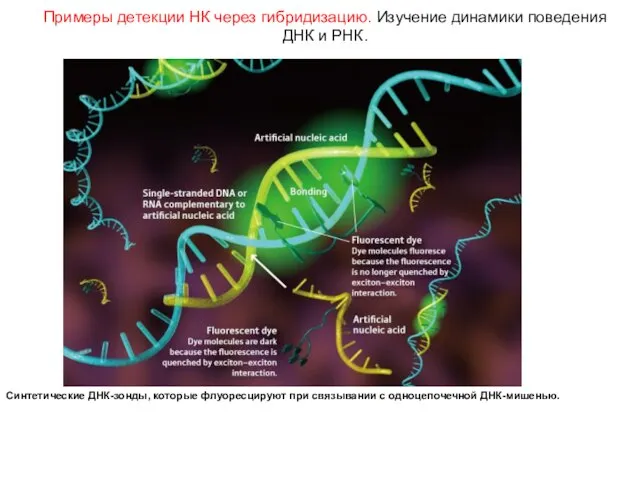 Примеры детекции НК через гибридизацию. Изучение динамики поведения ДНК и РНК. Синтетические