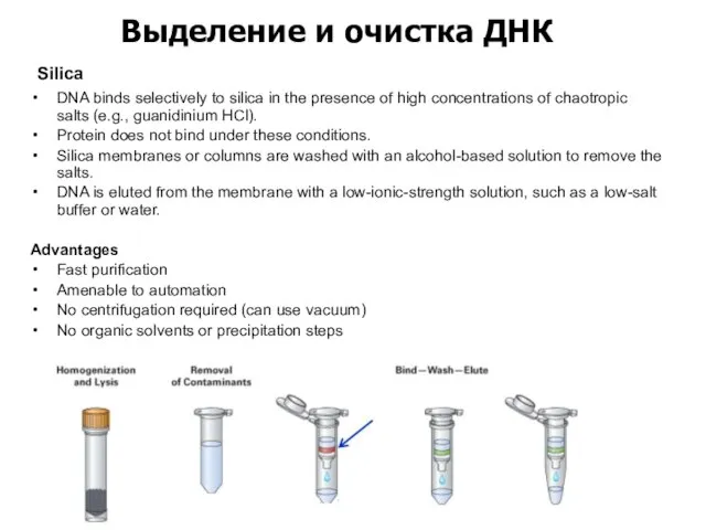 Silica Выделение и очистка ДНК DNA binds selectively to silica in the