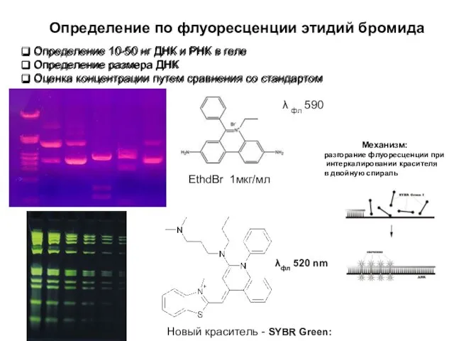 Определение по флуоресценции этидий бромида EthdBr 1мкг/мл Определение 10-50 нг ДНК и