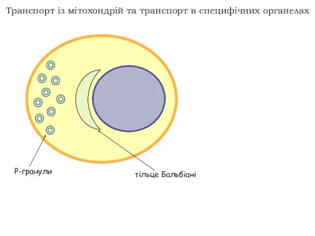 Транспорт із мітохондрій та транспорт в специфічних органелах Р-гранули тільце Бальбіані