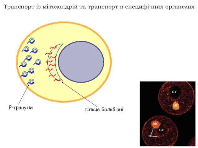 Транспорт із мітохондрій та транспорт в специфічних органелах Р-гранули тільце Бальбіані