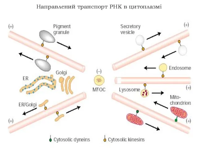 Направлений транспорт РНК в цитоплазмі