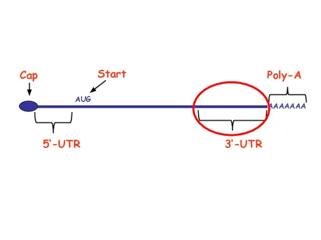 5‘-UTR 3‘-UTR AAAAAAA AUG Poly-A Start Cap