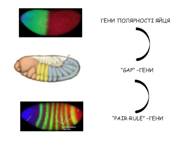 ГЕНИ ПОЛЯРНОСТІ ЯЙЦЯ “GAP” –ГЕНИ “PAIR-RULE” –ГЕНИ