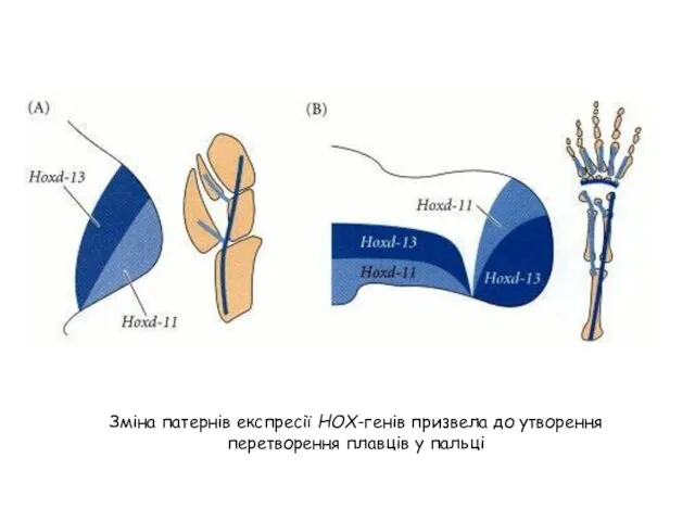 Зміна патернів експресії НОХ-генів призвела до утворення перетворення плавців у пальці