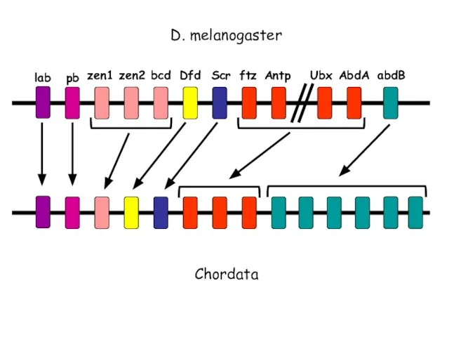 D. melanogaster Chordata lab pb zen1 zen2 bcd Dfd Scr ftz Antp Ubx AbdA abdB