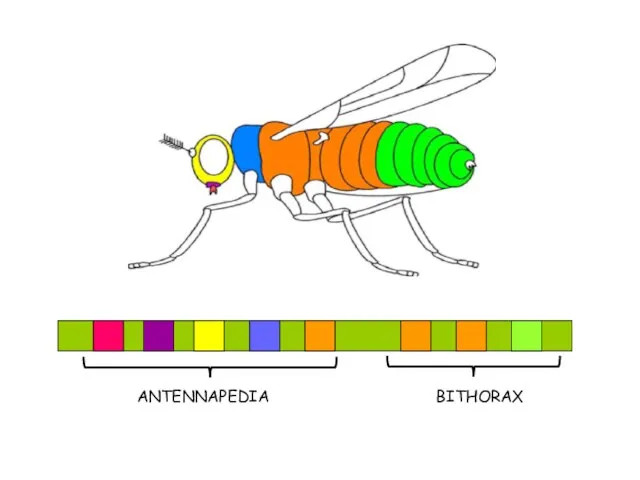 ANTENNAPEDIA BITHORAX