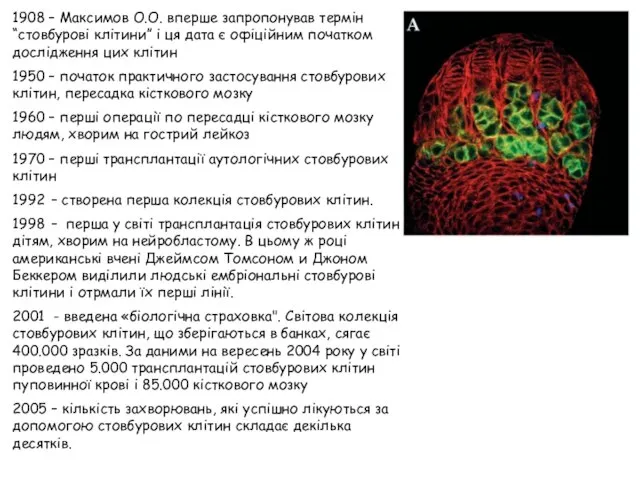 1908 – Максимов О.О. вперше запропонував термін “стовбурові клітини” і ця дата
