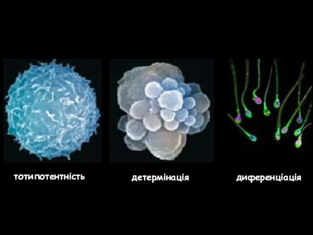 тотипотентність детермінація диференціація