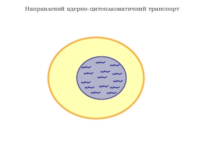 Направлений ядерно-цитоплазматичний транспорт