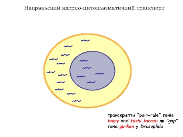 транскрипти “pair-rule” генів hairy and fushi tarazu та “gap” гена gurken у Drosophila Направлений ядерно-цитоплазматичний транспорт