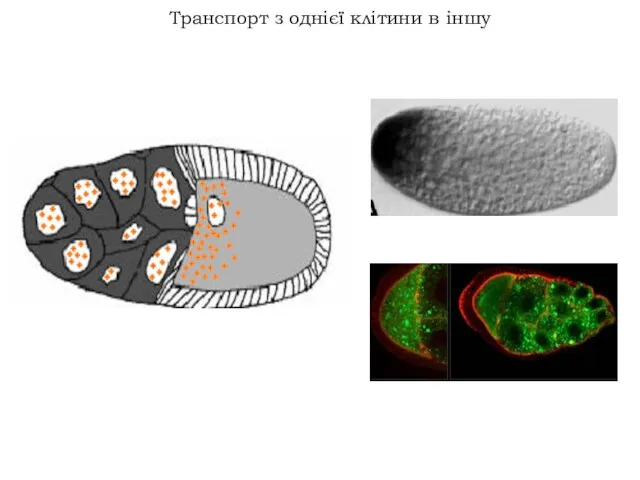 Транспорт з однієї клітини в іншу