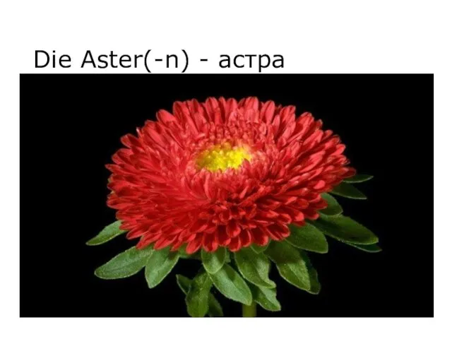 Die Aster(-n) - астра