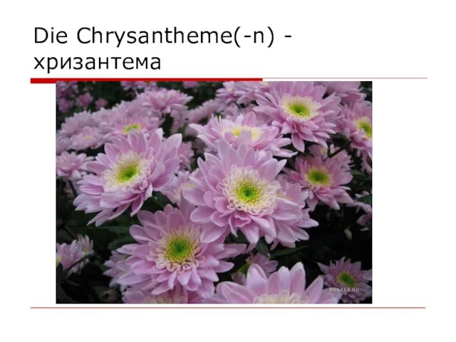 Die Chrysantheme(-n) - хризантема