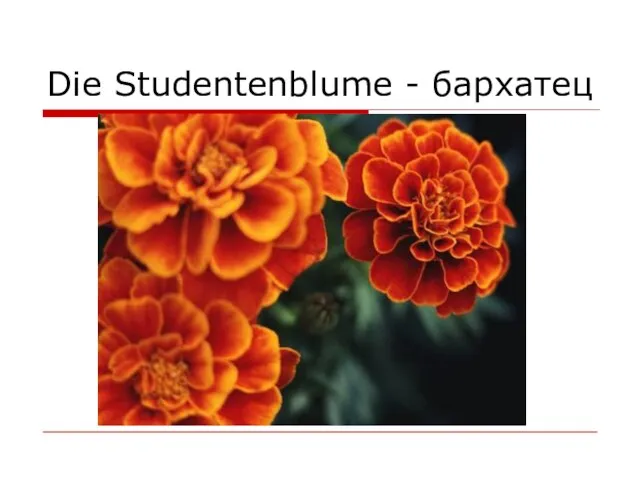 Die Studentenblume - бархатец