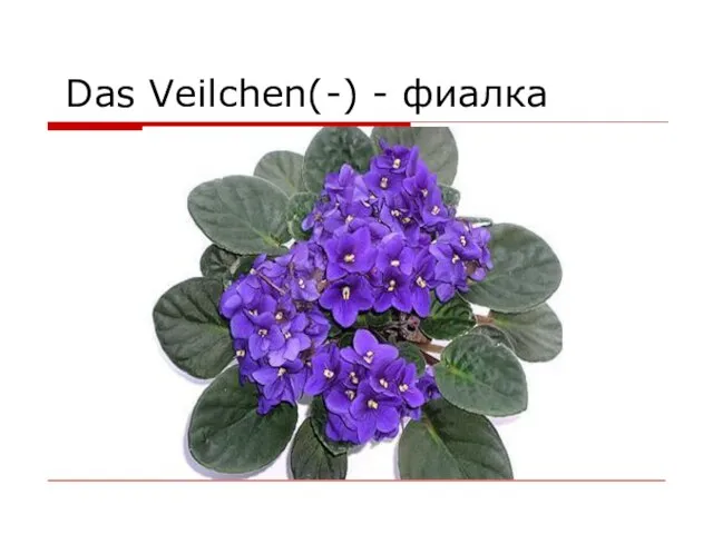 Das Veilchen(-) - фиалка