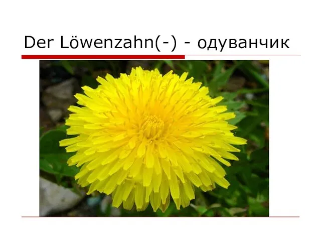 Der Löwenzahn(-) - одуванчик