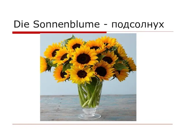 Die Sonnenblume - подсолнух