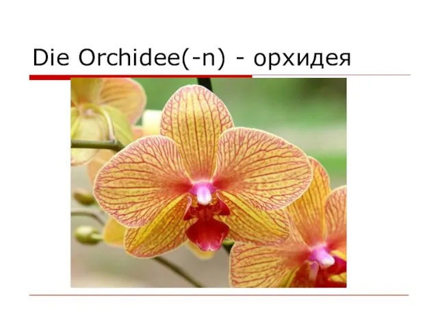 Die Orchidee(-n) - орхидея