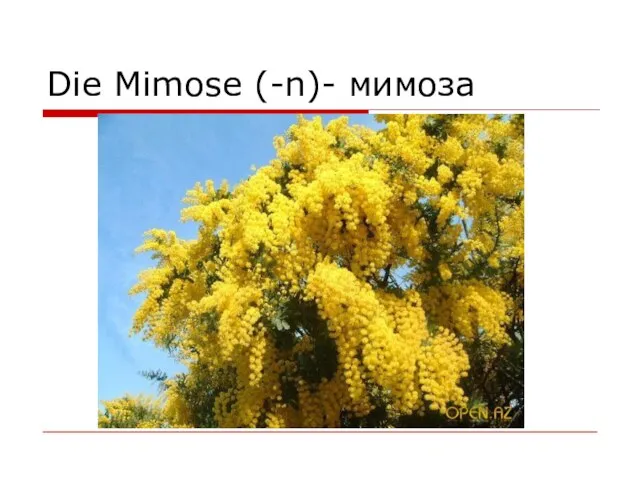 Die Mimose (-n)- мимоза