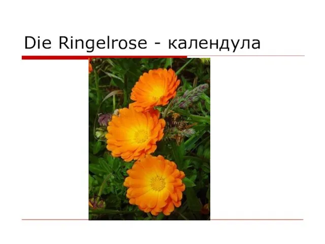 Die Ringelrose - календула