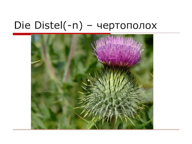 Die Distel(-n) – чертополох