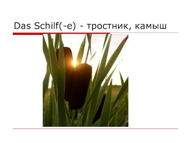 Das Schilf(-e) - тростник, камыш