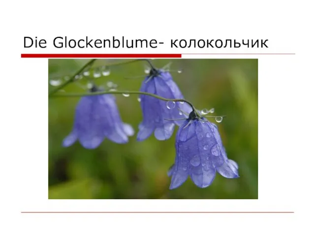 Die Glockenblume- колокольчик