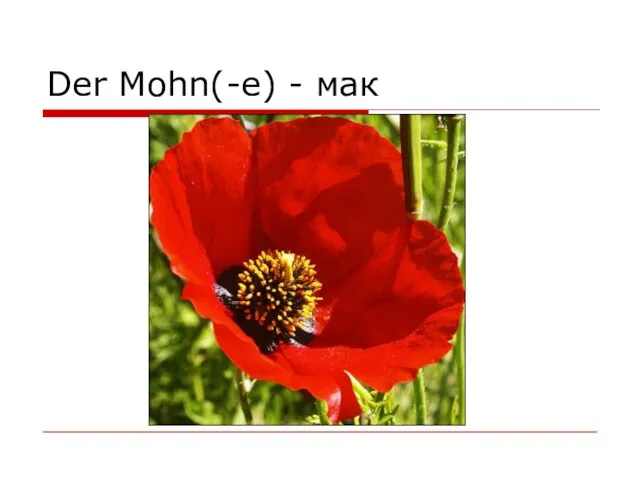 Der Mohn(-e) - мак