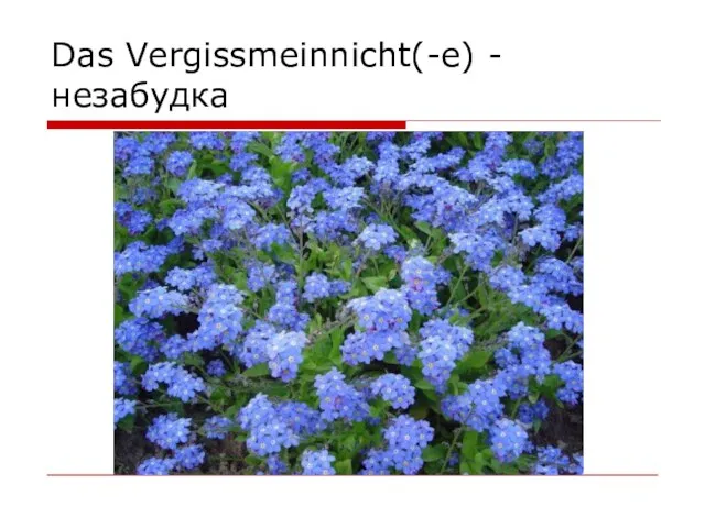 Das Vergissmeinnicht(-e) - незабудка