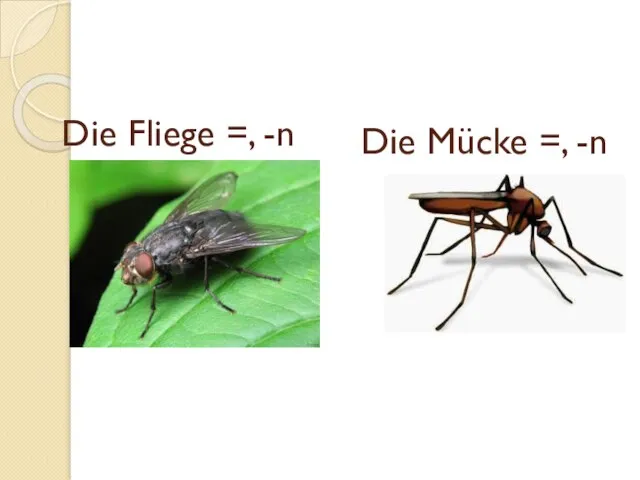 Die Fliege =, -n Die Mücke =, -n