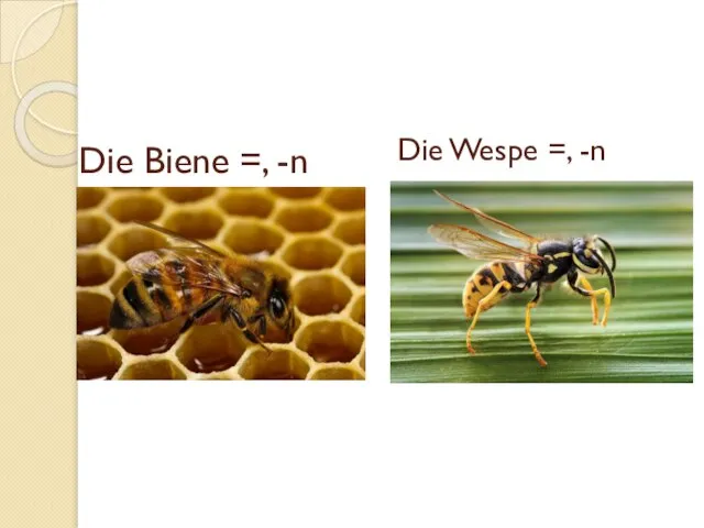 Die Biene =, -n Die Wespe =, -n