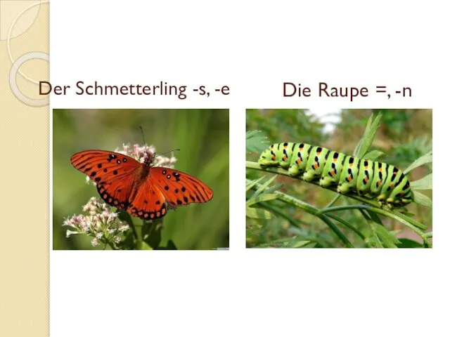 Der Schmetterling -s, -e Die Raupe =, -n