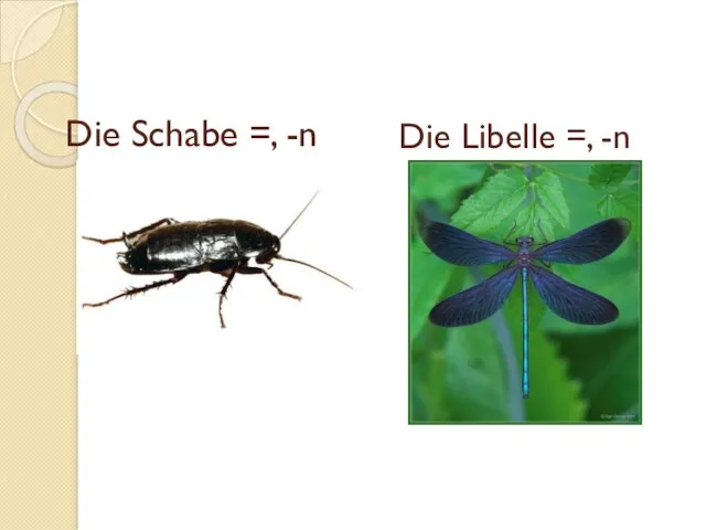 Die Schabe =, -n Die Libelle =, -n