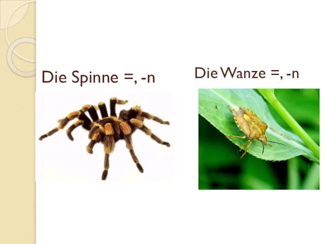 Die Spinne =, -n Die Wanze =, -n