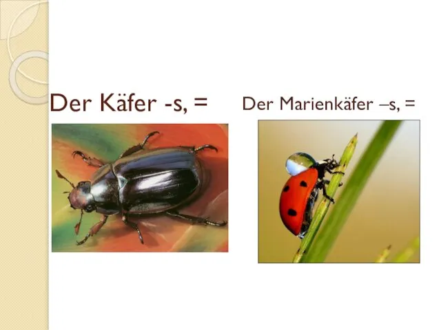 Der Marienkäfer –s, = Der Käfer -s, =