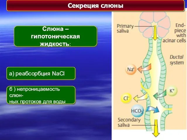 Слюна – гипотоническая жидкость: а) реабсорбция NaCl б ) непроницаемость слюн- ных